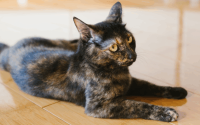 Pet-Friendly Flooring: Best Options for Dogs & Cats