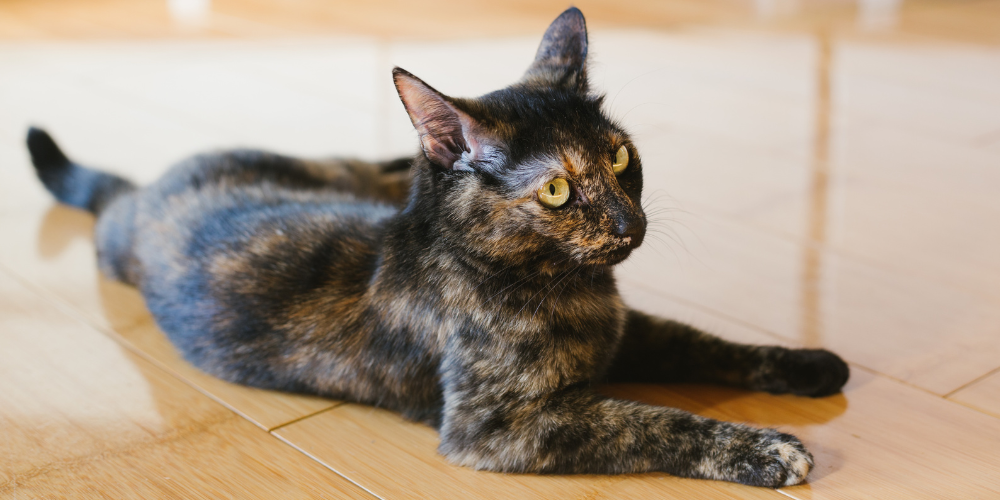 cat laying on a hardwood floor